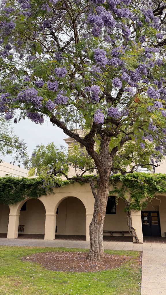 Blue jacaranda tree with flowers
