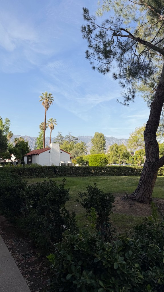 A selection of trees with the San Gabriel Mountains. This image is showcasing the variety of trees that can be found on campus